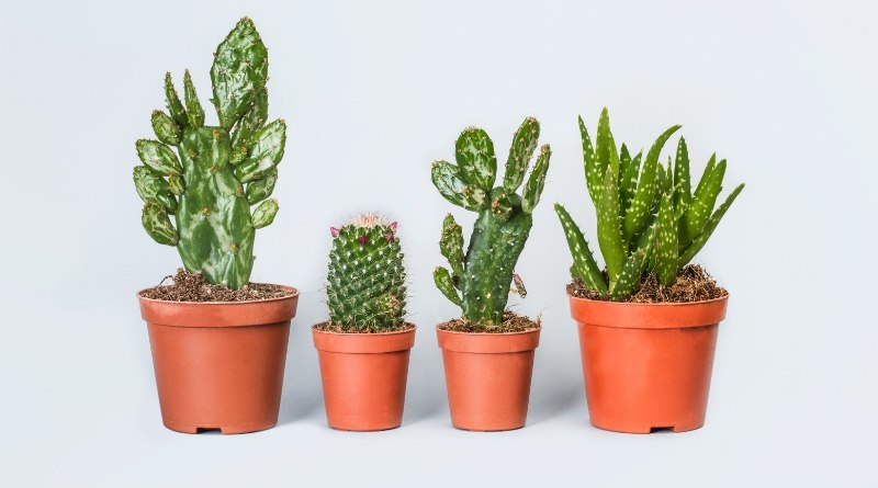 Plantar cactus puede parecer una tarea intimidante, pero con la guía correcta, cualquier persona puede hacerlo