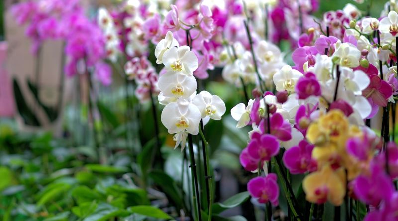 Las orquídeas con su belleza inigualable y su misterioso encanto han cautivado a la humanidad durante siglos