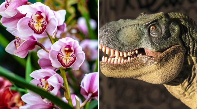 ¿Dónde se originaron las orquídeas? Te decimos de donde provienen estas hermosas flores