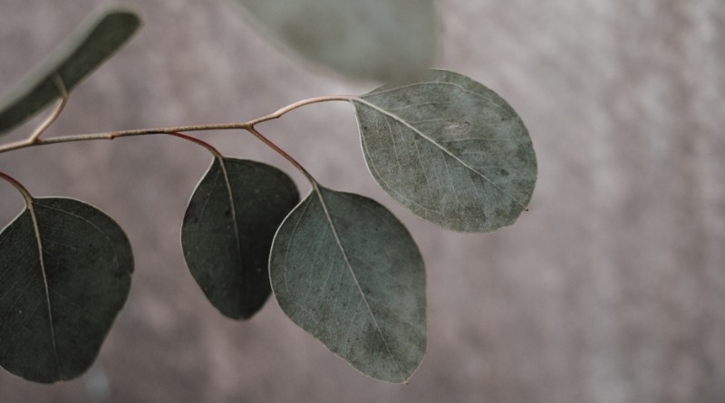 Existen muchos mitos y hechos sobre la toxicidad del eucalipto