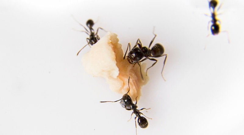 Aquí hay algunos consejos y trucos adicionales para mantener tu cocina libre de hormigas
