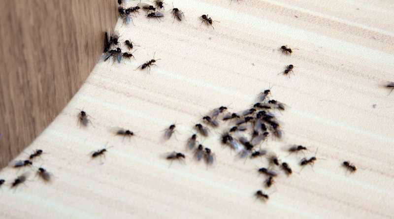 Las hormigas pueden entrar a tu casa a través de pequeñas grietas y agujeros, así que asegúrate de sellarlos