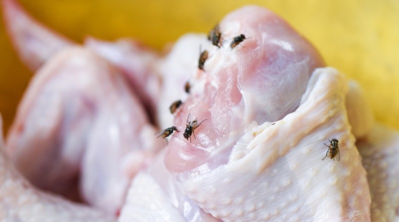 Las moscas no son solo una molestia, sino que también pueden representar un riesgo para la salud