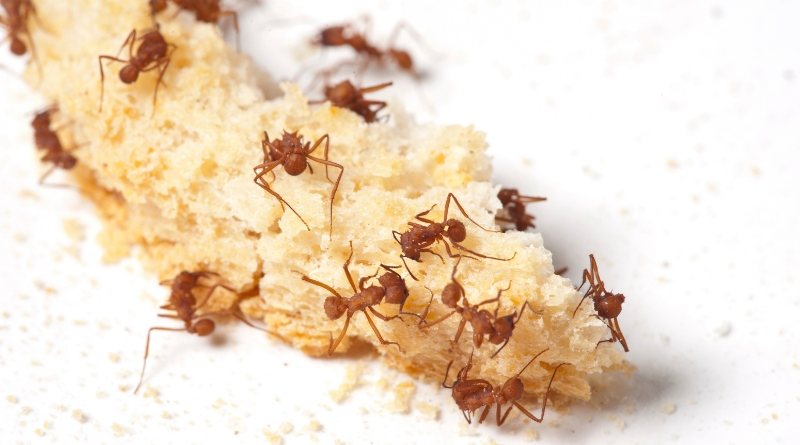 El uso de la naranja y el arroz para repeler hormigas es un enfoque innovador que está ganando popularidad