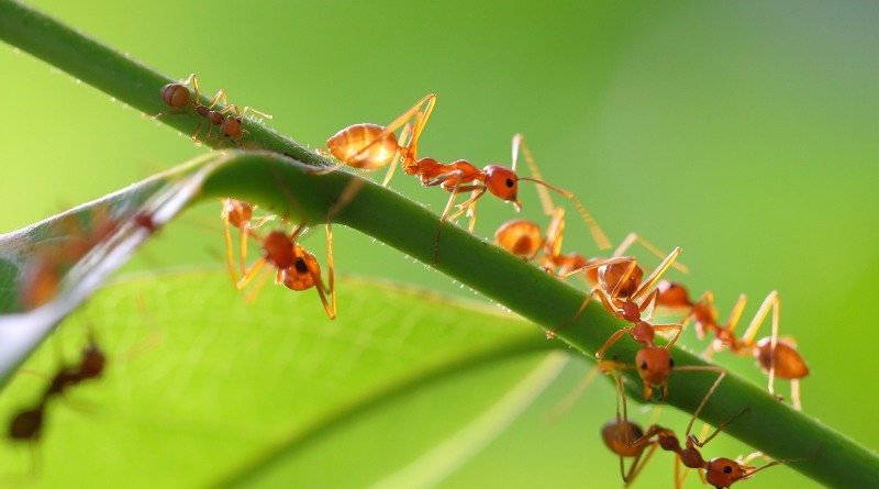 El uso de la naranja y el arroz para repeler hormigas es seguro y económico