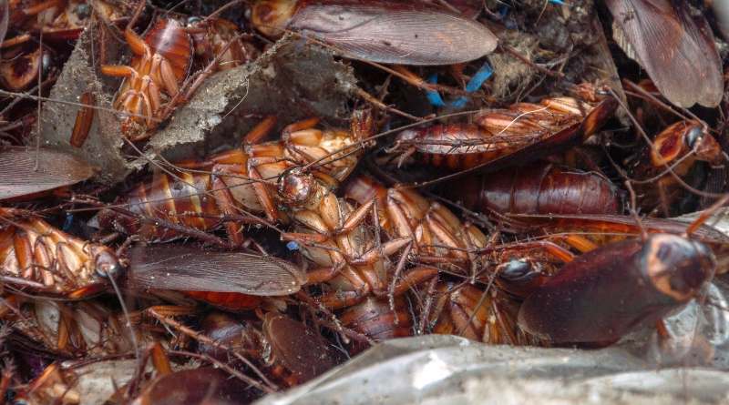 El primer paso para eliminar con seguridad las plagas de cucarachas es entender su comportamiento
