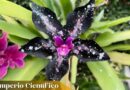 La planta mágica de hojas carnosas y estrellas: Orquídea oreja de burro
