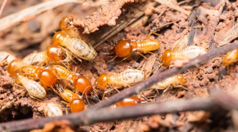 Los remedios caseros para deshacerse de las termitas funcionan de varias maneras