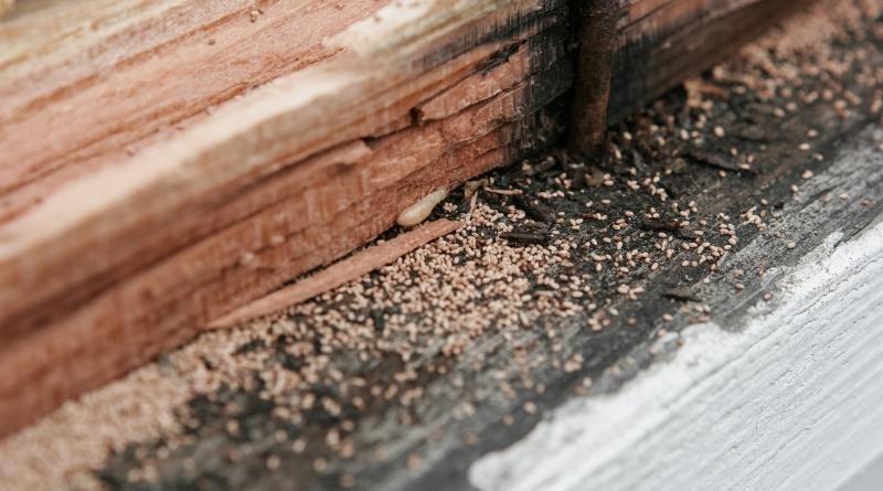 Los remedios caseros pueden ser una opción efectiva para el control de termitas si se usan correctamente