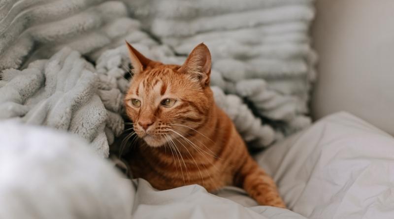 La clave para erradicar las pulgas de gato de la ropa de cama es la prevención